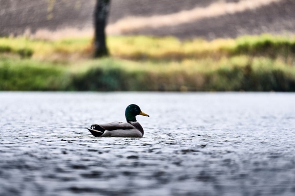 Eine Ente schwimmt auf einem See